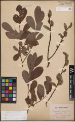 Foto von Salix caprea L. x Salix cinerea L.